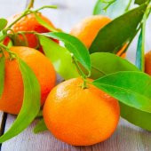 Tüplü Aşılı Bol Verimli Rize Satsuma Mandalina Fidanı - 2