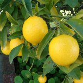 Tüplü Soğuklara Dayanıklı Verimli Yarı Bodur Mayer Limon Fidanı - 2