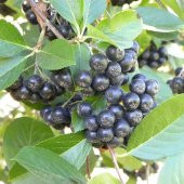 Tüplü Siyah Aronya (Aronia) Chokeberry Fidanı (15-20cm) - 5