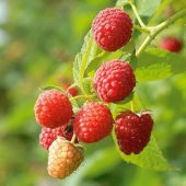 Tüplü Aromatik Verimli Yediveren Willamette Ahududu Fidanı - 1