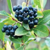 Tüplü Siyah Aronya (Aronia) Chokeberry Fidanı (15-20cm) - 7