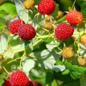 Tüplü Bol Verimli Hollanda Boduru Yediveren Ahududu Fidanı thumbnail 3