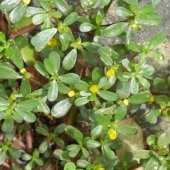 Geniş Yapraklı Aromatik Semiz Otu Fidesi (5 adet) - 3