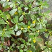 Geniş Yapraklı Aromatik Semiz Otu Fidesi (5 adet) - 5