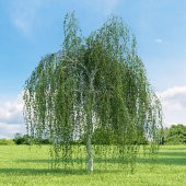 Tüplü Betula Alba Huş Ağacı Fidanı - 4