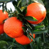 Tüplü Aşılı Aromatik Bol Verimli King Mandalina Fidanı - 5