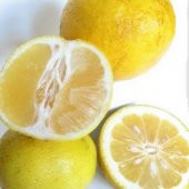 Tüplü Aşılı Meyve Verme Yaşında Nadir Tatlı Şeker Limon Fidanı - 4