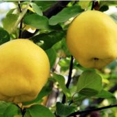 Tüplü Aşılı Bol Verimli Tam Bodur Leziz Eşme Ayva Fidanı thumbnail 6