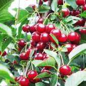 Tüplü Aromatik Kendine Verimli Yarı Bodur Kütahya Vişne Fidanı - 3