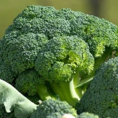 Green Star Brokoli Fidesi (5 Adet) thumbnail 6