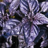 Reyhan Mor Fesleğen Tohumu(100 tohum) thumbnail 2