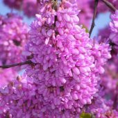 Tüplü Yoğun Kokulu Erguvan Ağacı Fidanı thumbnail 4