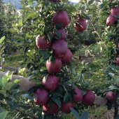Tüplü Aşılı Yüksek Verimli Scarlet Spur Elma Fidanı - 1