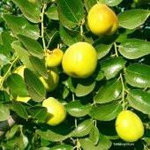 Tüplü İri Meyveli Hünnap Fidanı thumbnail 6