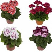 Colorama Karışık Renkli Hibrit Sardunya Çiçeği Tohumu (24 tohum) - 3