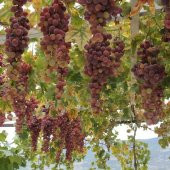 Tüplü Çok İri Geleneksel Silifke Ceviz Üzümü Üzüm(Asma-Bağ) Fidanı thumbnail 3