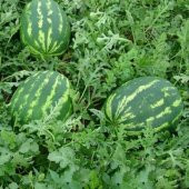 Crimson Karpuz Fidesi (5 adet) thumbnail 4