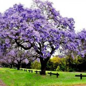 Tüplü Mor Çiçekli Yoğun Kokulu Paulownia Ağacı Fidanı (60-100 cm) - 1