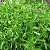 Tarhun(Artemisia dracunculus) Otu Tohumu(50 tohum) - 3
