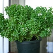 Geleneksel Küçük Yapraklı Saksılık Fesleğen Tohumu (100 tohum) thumbnail 1