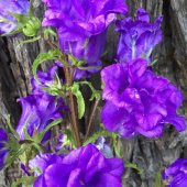 Mavi Çan Sarmaşığı Tohumu (5 tohum) thumbnail 1