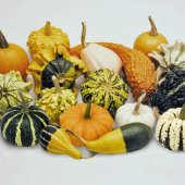 Karışık Süs Kabakları Tohumu (10 tohum) - 4