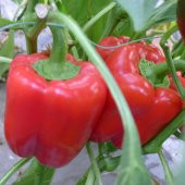 Red Kaliforniya Wonder Tatlı Kırmızı Dolmalık Biber Fidesi (4 Adet) - 6