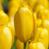 Jan Van Nes Sarı Lale Soğanı (5 adet) - 6