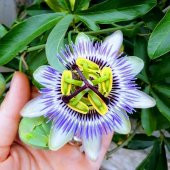 Tüplü Mavi Çiçek Açan Passiflora Çarkıfelek Sarmaşığı Fidanı - 5