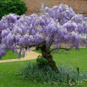 Tüplü Yoğun Kokulu Wisteria Sinensis Mor Salkım Fidanı - 6