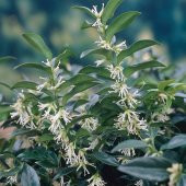 Tüplü Yoğun Kokulu Sarcococca (Parfüm Kutusu Çiçeği) Fidanı - 5