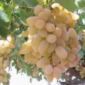 Tüplü Geçci Hatun Parmağı Üzüm(Asma-Bağ) Fidanı thumbnail 6