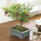 Tüplü Bonsai İçin Uygun Cüce Süs Narı Fidanı - 4
