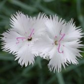 Superbus White Bol Kokulu Karanfil Çiçeği Tohumu (100 adet) thumbnail 2