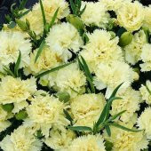 Marie Chabaud Sarı Karanfil Çiçeği Tohumu (190 tohum) thumbnail 1