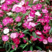 Dianthus Bahar Pembesi Çiçeği Tohumu (50 adet) thumbnail 3