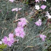 Pembe Dianthus Çiçeği Tohumu (50 adet) - 3
