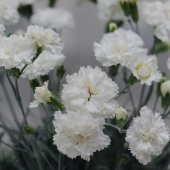 Chabaud Beyaz Karanfil Çiçeği Tohumu (70 adet) thumbnail 4