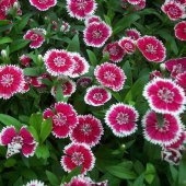 Lila Sweet William Dianthus Barbadus Çiçeği Tohumu (50 adet) - 6