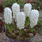 Hyacinthus Aiolos Beyaz Sümbül Soğanı (3 adet) - 4