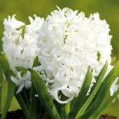 Hyacinthus Aiolos Beyaz Sümbül Soğanı (3 adet) - 5
