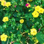 Sarı Akşam Sefası Çiçeği Tohumu(20 tohum) thumbnail 2