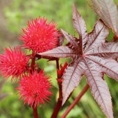 Gibsonii Kene (Castor Bean) Çiçeği Tohumu (5 tohum) - 2