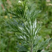Artemisia Absinthium Pelin Otu Tohumu(50 tohum) thumbnail 3