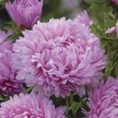 Pompon Rose Aster Çiçeği Tohumu(50 tohum) - 3