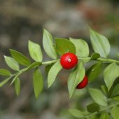 Nadir Kokina Tavşan Memesi Tohumu (5 tohum) thumbnail 2