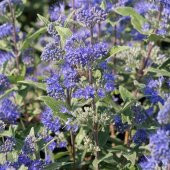 İnce Otu(Asperula Orientalis Blue Surprise) Tohumu(20 tohum) thumbnail 1