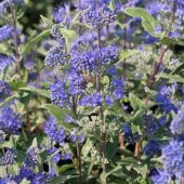 İnce Otu(Asperula Orientalis Blue Surprise) Tohumu(20 tohum) thumbnail 4