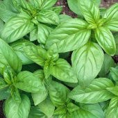 Geniş Yaprakllı Genovese Fesleğen Tohumu (200 tohum) thumbnail 1