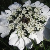 Spilanthes Oleraceae Tothache Plant Diş Otu Tohumu(20 tohum) thumbnail 1